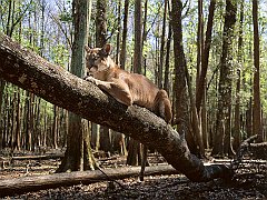 Couch Potato, Mountain Lion